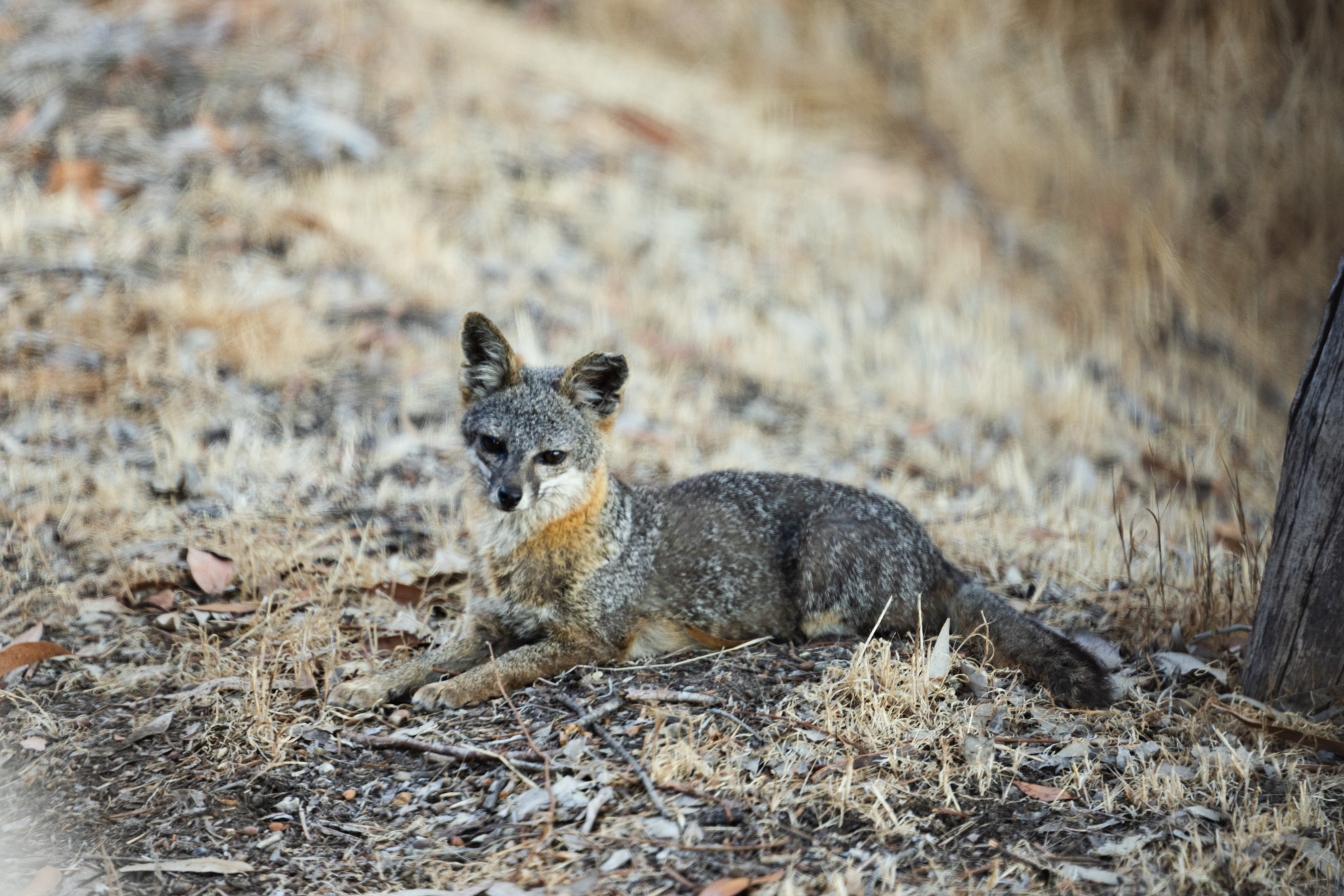 A small gray and orange fox rests on dry ground